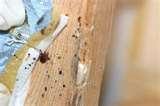 Bed Bugs Box Spring