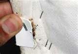 Bed Bugs Box Spring pictures