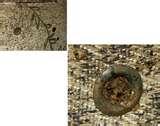 Bed Bugs Box Spring