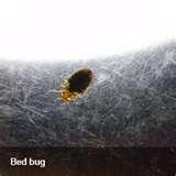 pictures of Bed Bugs Video Clip