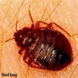 Bed Bugs Video Clip images