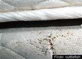 images of Bed Bugs Box Spring