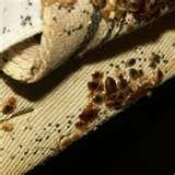 photos of Bed Bugs Box Spring