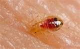 images of Bed Bugs Power