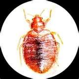 pictures of Bed Bugs Power