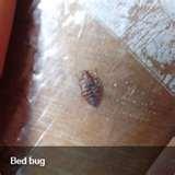 Bed Bugs Video Clip images