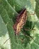 images of Bed Bugs Box Spring