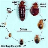 Bed Bugs Video Clip images