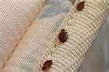 Bed Bugs Power images