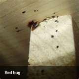 images of Bed Bugs Video Clip