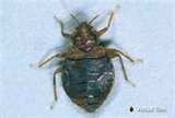 Bed Bugs Registry Rm