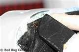 pictures of Bed Bugs Box Spring