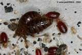 Bed Bugs Registry Uk photos