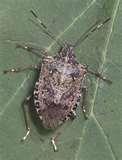 pictures of Bed Bugs Pennsylvania