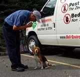 images of Bed Bugs Registry Uk