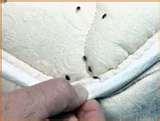 Bed Bugs Pennsylvania pictures