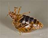 Bed Bugs Registry Uk