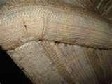 Bed Bugs Registry Uk pictures