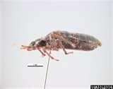 Bed Bugs Registry Uk pictures