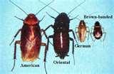 Bed Bugs Hud pictures