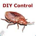 Bed Bugs Hepatitis images