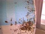 Bed Bugs Specialist