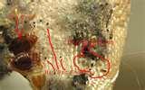 photos of Where Do Bed Bugs Sleep