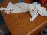 Where Do Bed Bugs Sleep images