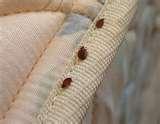 pictures of Where Do Bed Bugs Sleep