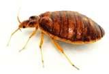 Bed Bugs Treatment Heat pictures