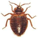 Where Do Bed Bugs Sleep pictures