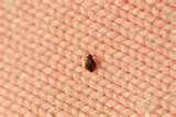 pictures of Where Do Bed Bugs Sleep