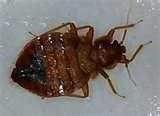 Bed Bugs Nyc Theaters pictures