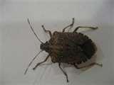 images of Bed Bugs Environment images of Bed Bugs Environment