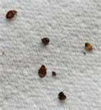 How Are Bed Bugs Spread images