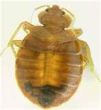 images of Bed Bugs Yellow Stains