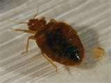 How Are Bed Bugs Spread
