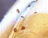 images of How Are Bed Bugs Spread