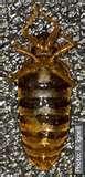 images of Bed Bugs Environment images of Bed Bugs Environment