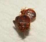 How Are Bed Bugs Spread