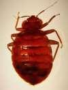 images of Bed Bugs Oxford Dictionary