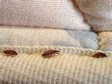 Bed Bugs Dwelling pictures