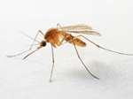 pictures of Bed Bugs Dusk