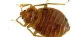 pictures of Bed Bugs Dusk