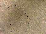 images of Bed Bugs Tile Floor