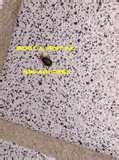Bed Bugs Tile Floor images