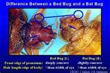 pictures of Bed Bugs Dwelling