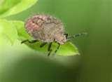 Bed Bugs Dusk images