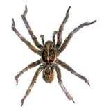 pictures of Bed Bugs Raleigh Nc