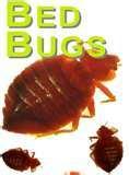 images of Bed Bugs Dusk